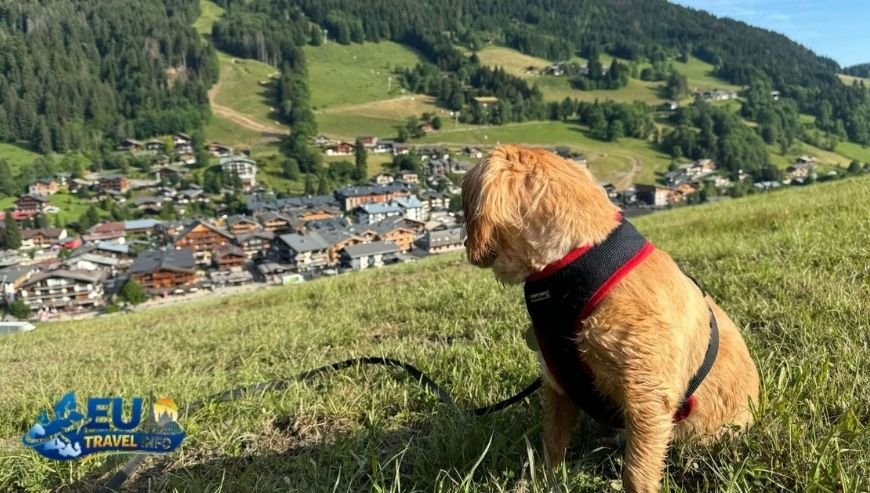 The Journey to France Starts with a Plan dog