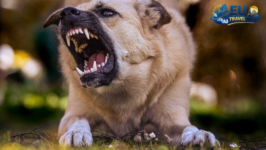 The Law and Your Rights Dog