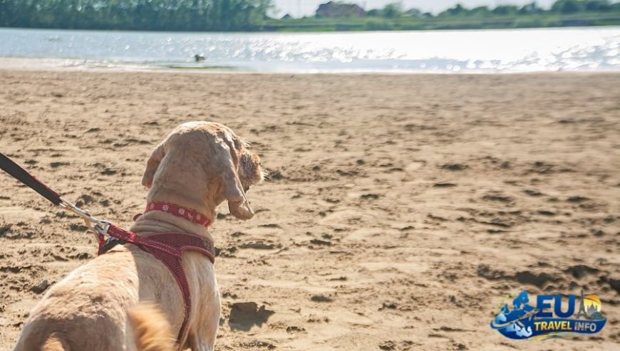The Law of the Beach dog