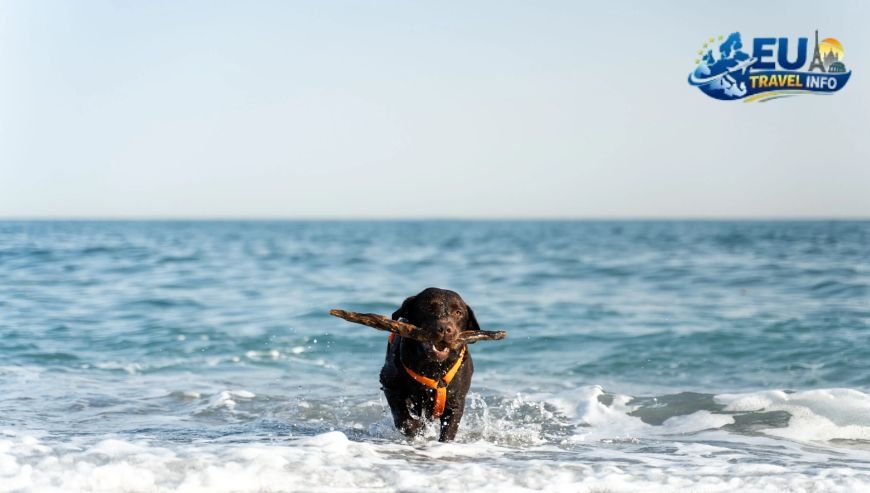 The Legal Adventure Getting Your Dog to the Island