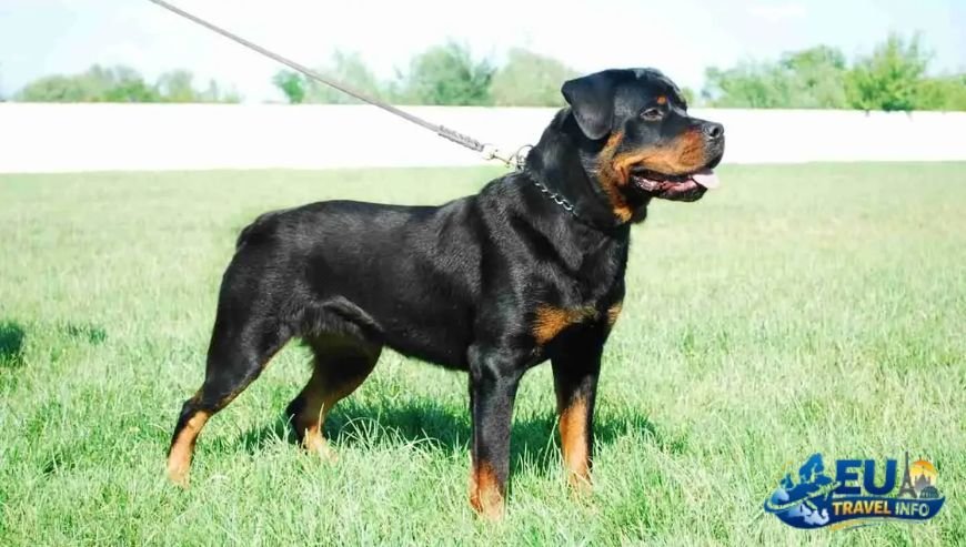 The Legal Bits Taxes And Rules dog