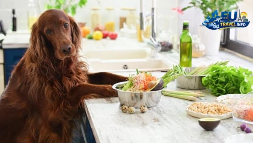 The Legal Bits and Health Preparation dog