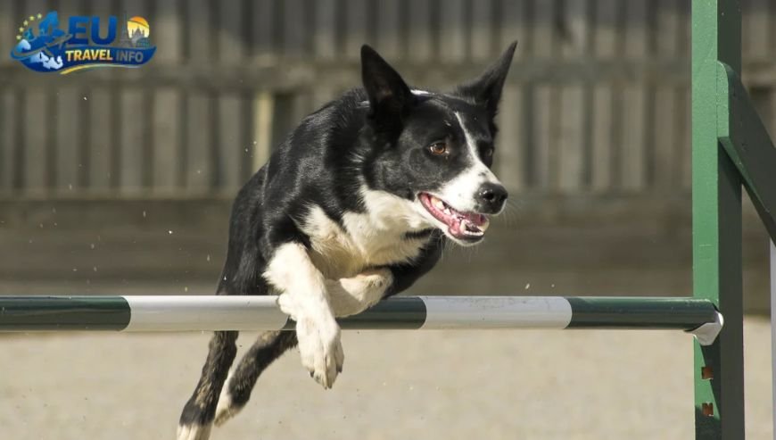 The Legal Hurdles and Paperwork dog