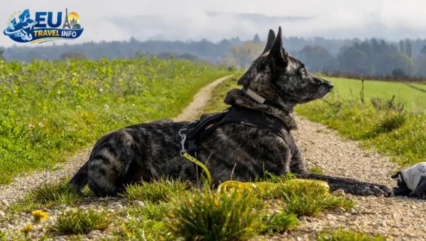 The Legal Side Understanding Switzerland Dog Laws