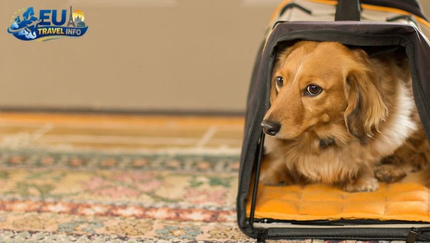 The Legal Side of Travel dog