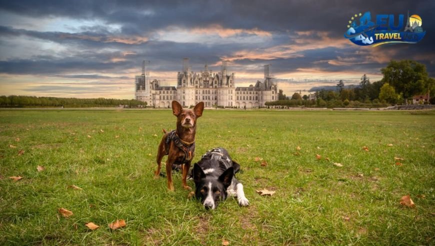 The Loire Valley Castles and canines dog