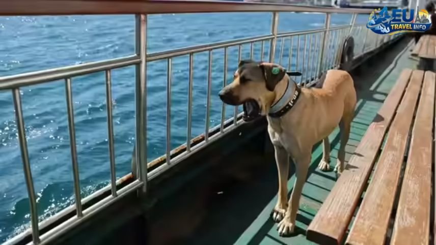 The Long Road to Bitola