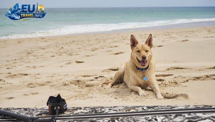 The Los Angeles and Long Beach Scene dog