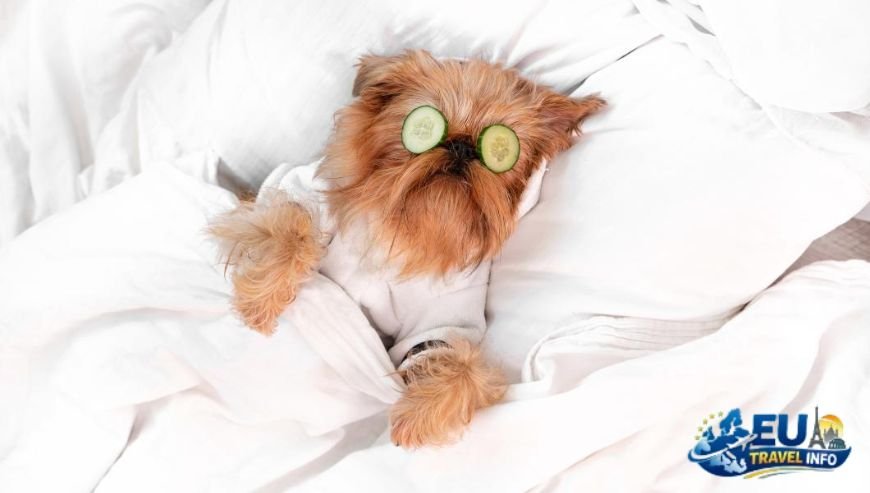 The Luxury Experience Where My Dog Felt Like Royalty