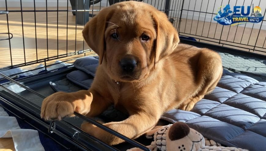 The Luxury of Berlin dog