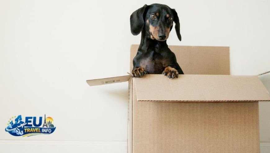 The Magic of Larnaca A Haven for Pups