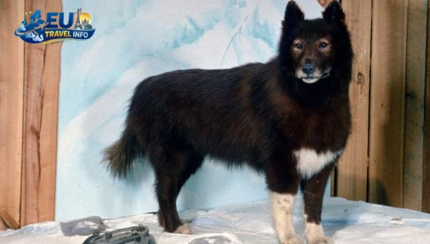 The Magic of Monte Baldo dog