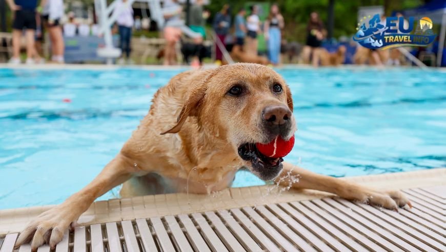 The Magic of Piedmont Park dog