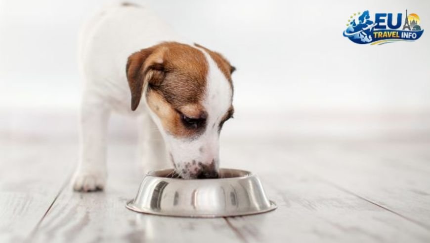 The Magic of Split dog