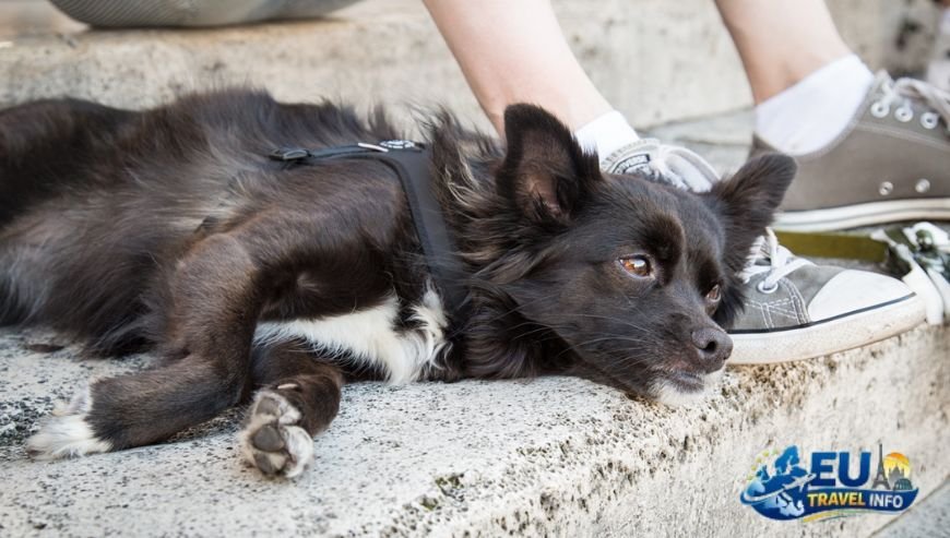 The Magic of Villa Borghese for Pet Owners