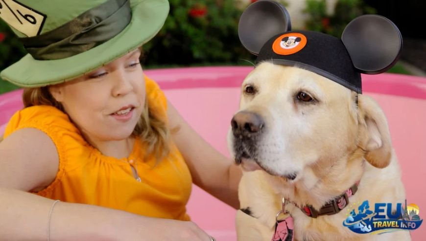 The Magic of the Guest Card dog