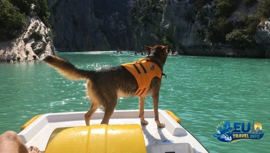 The Magic of the South Provence and the Gorges du Verdon dog