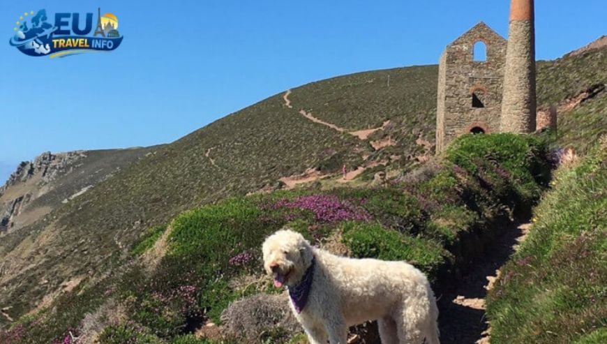 The Most Beautiful Parks for Walkies dog