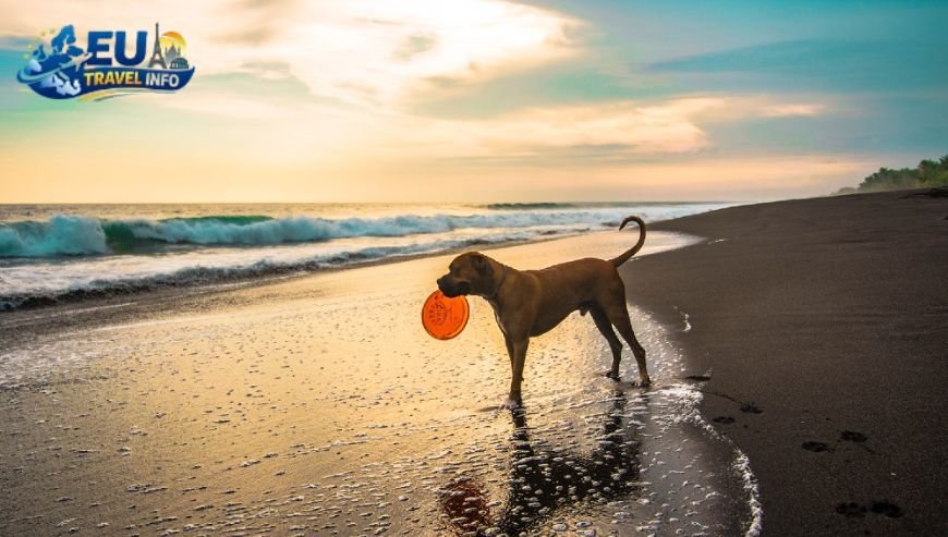 The Natural Beauty of Kašjuni Beach dog