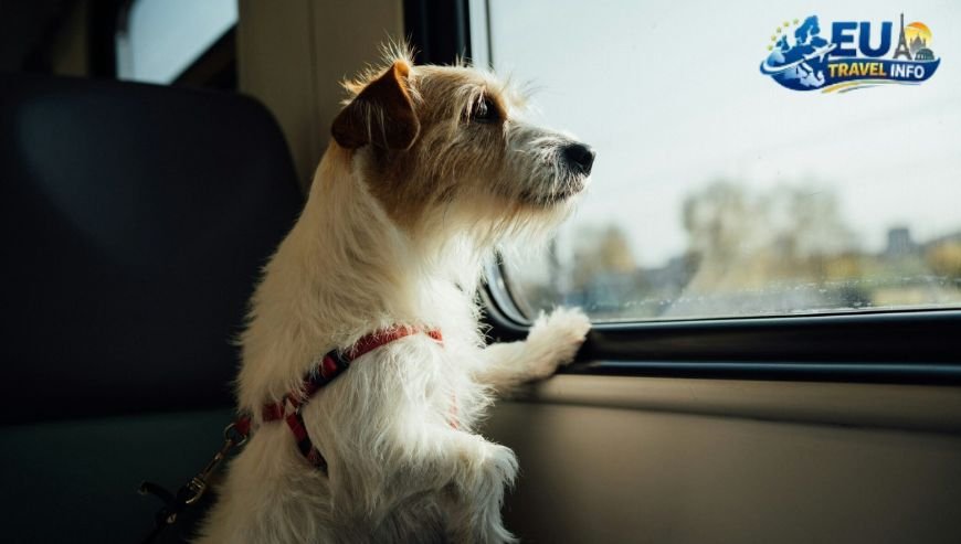The New Era of Pet Travel in 2026
