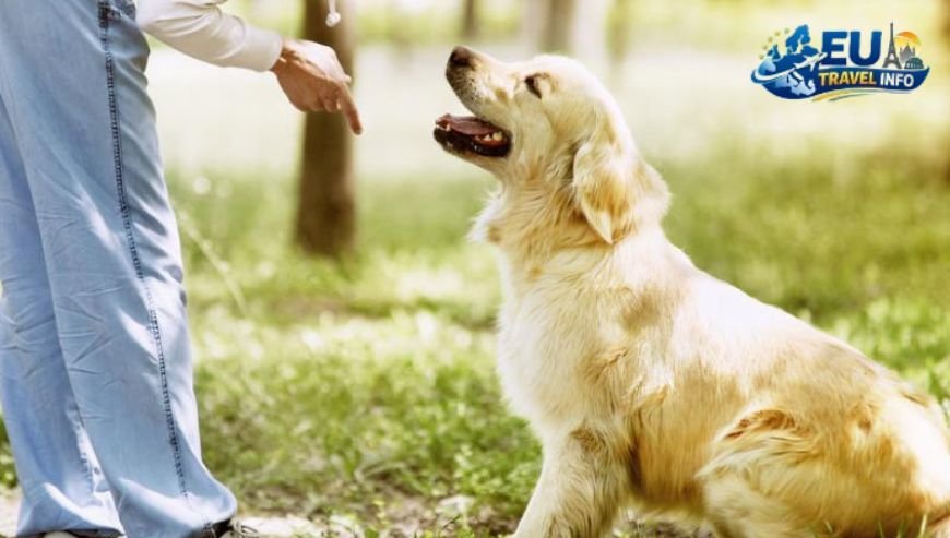 The Nitty-Gritty of Getting There dog