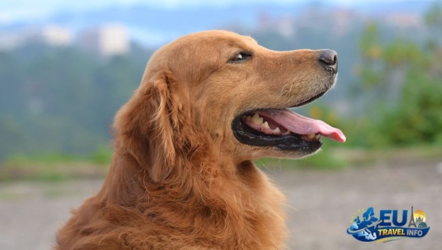 The Paperwork Marathon Before You Fly dog