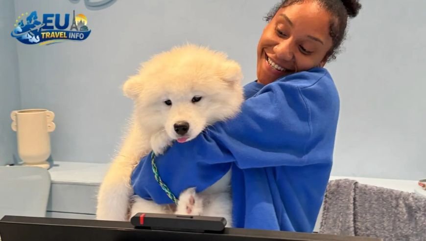 The Paperwork Maze Veterinary Requirements dog