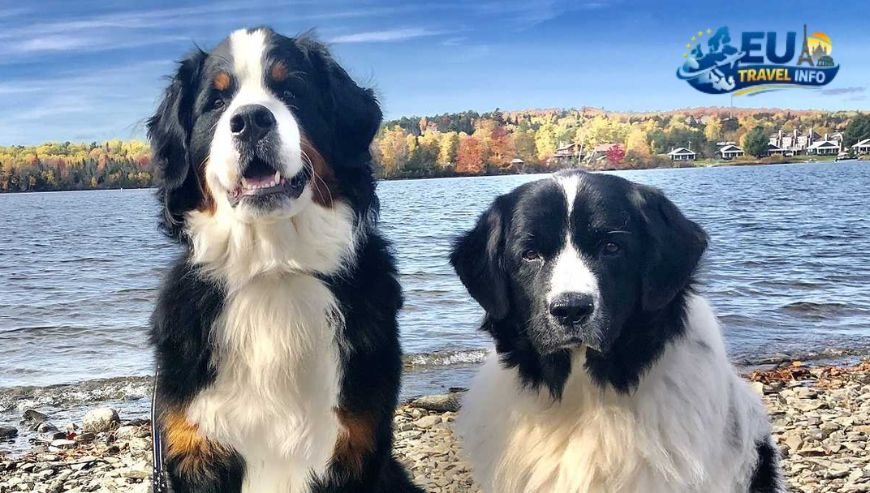 The Paperwork Maze dog