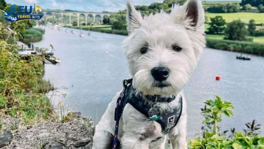 The Paperwork What You Need to Enter Albania dog