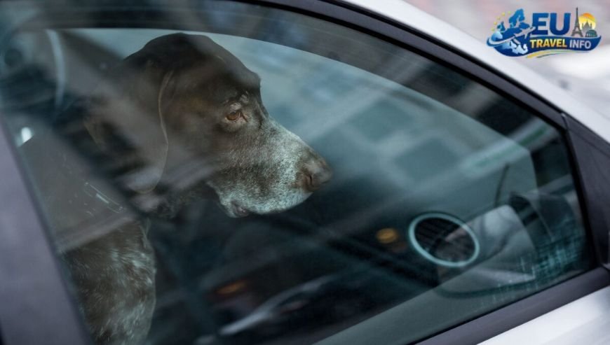 The Parking Puzzle Where to Leave Your Car dog