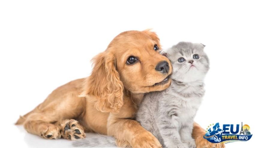 The Pet Policy and Fees