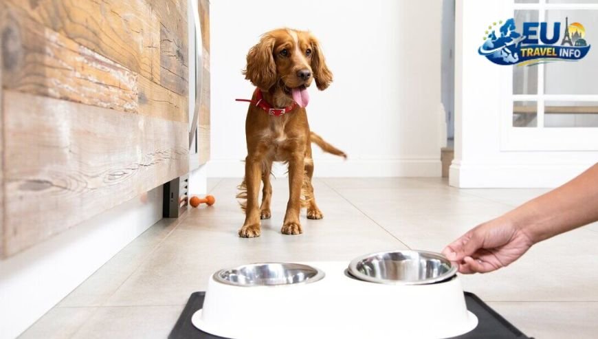 The Preparation Phase Getting Your Dog Ready