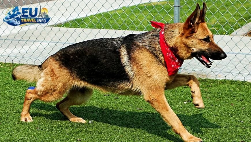 The Preparation Phase Papers and Protection dog