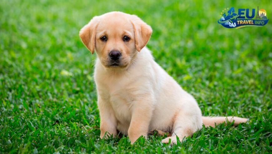 The Preparation Phase dog