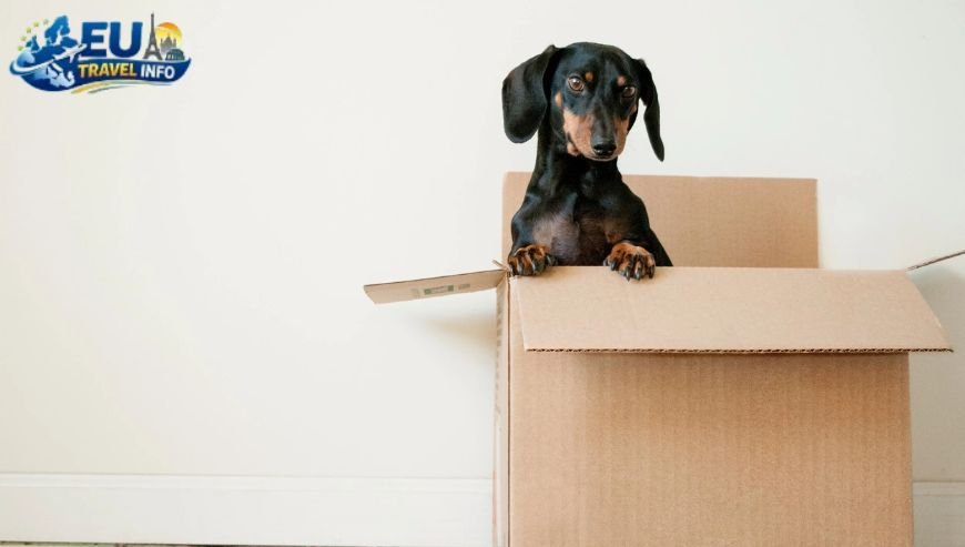 The Preparation Phase for Your Big Move dog