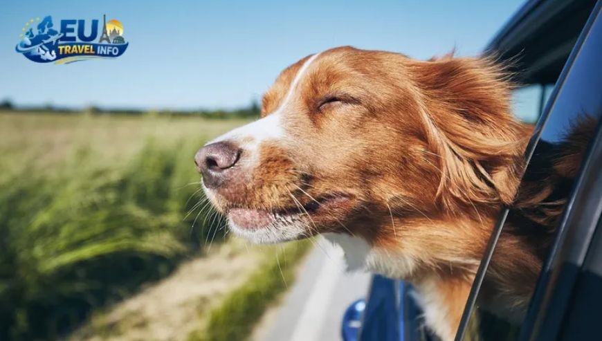 The Reality of Border Crossings dog