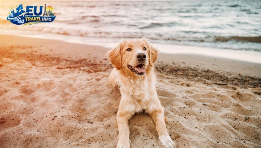 The Reality of the California Coast dog