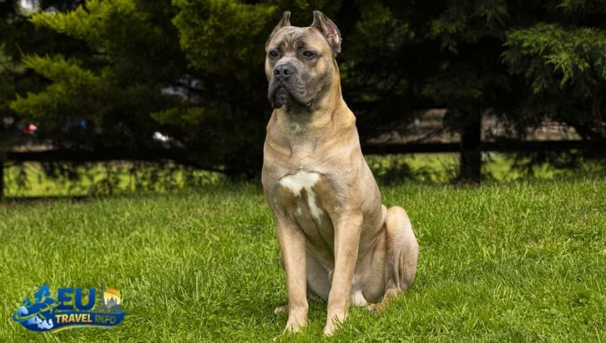 The Rugged Beauty of Malibu dog