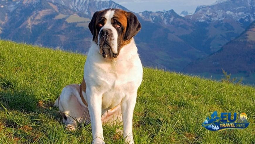 The Rugged Beauty of the Italian Alps dog