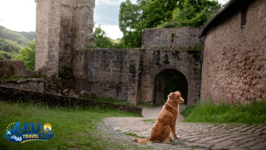 The Ruins of John's Castle dog
