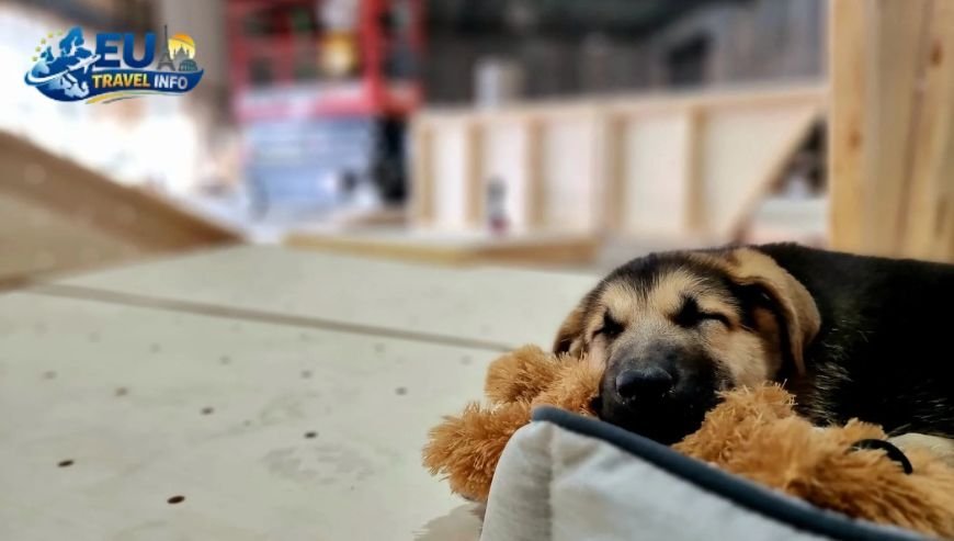 The Rules for Your Furry Friend (1)