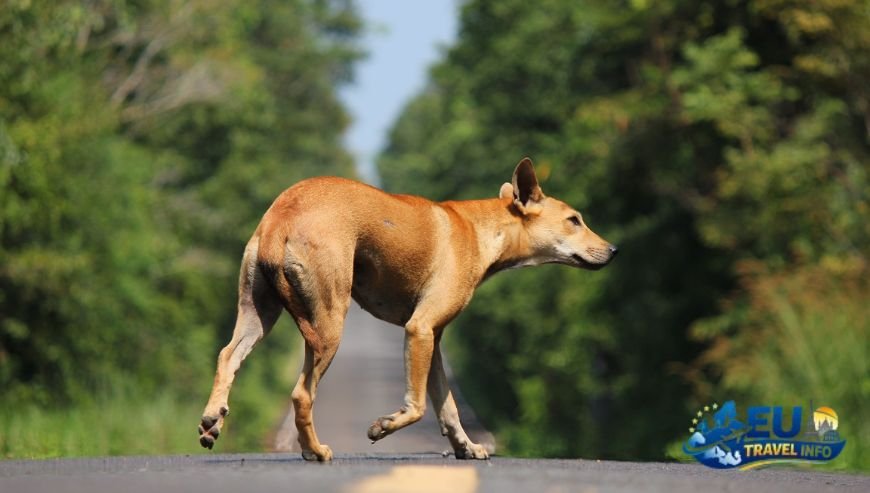 The Rules of the Road Documentation and Health dog