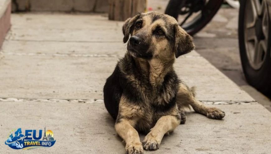 The Rules of the Road Legal Requirements dog