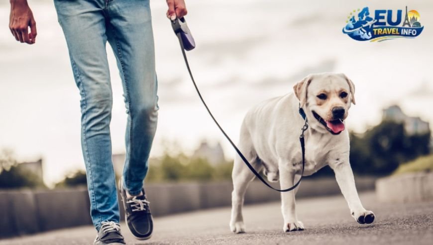 The Rules of the Road for Your Dog