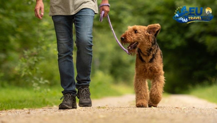 The Rules of the Road in Germany dog