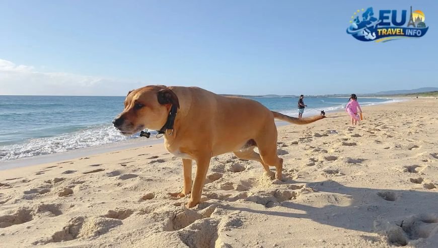The Scenic Route Leo Carrillo State Beach in Malibu dog