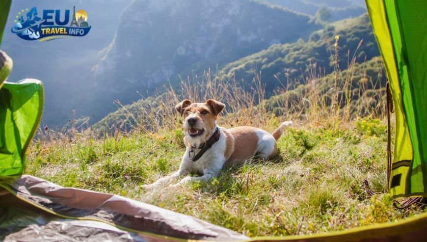 The Statistics of Pet Camping