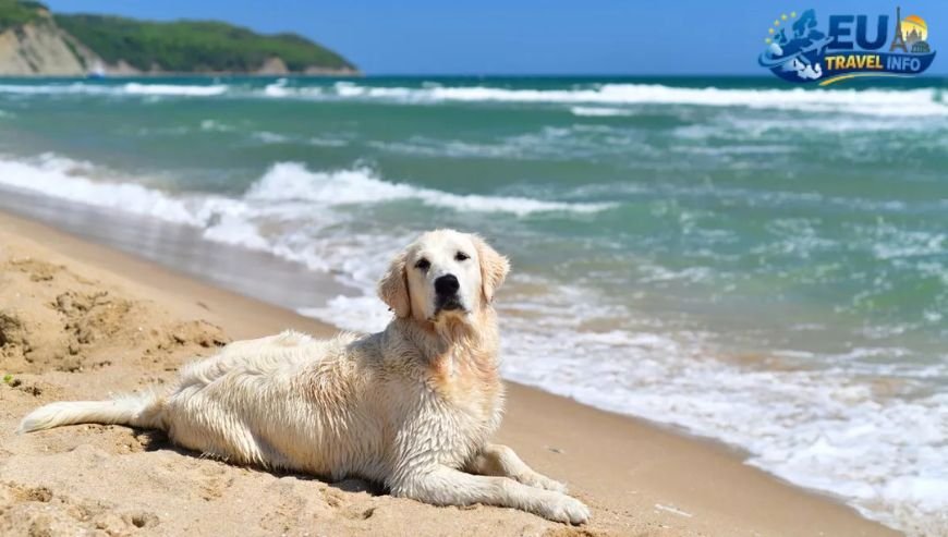 The Sun and the Sand Dog Friendly Beach Monaco