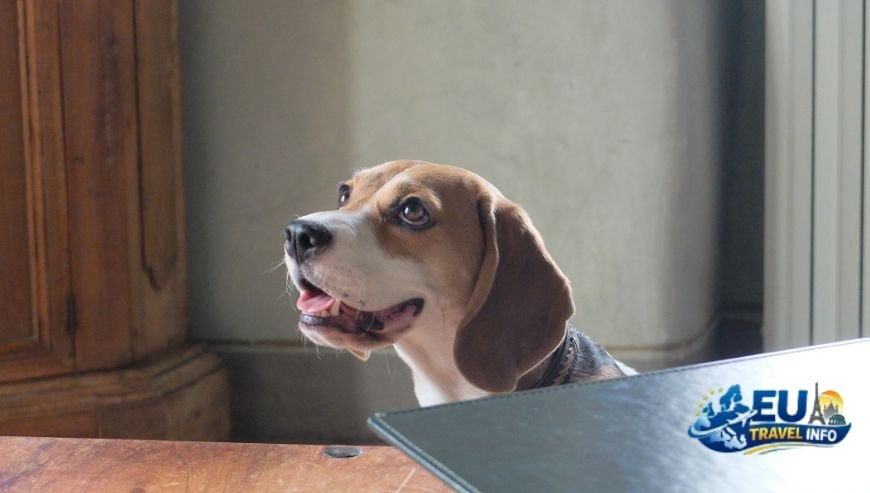 The Top Dog Friendly Restaurants in Florence, Italy - Where to Dine with Your Pup