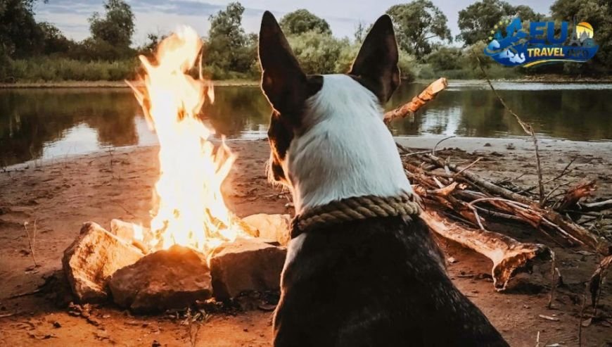 The Top Pet Friendly Camping Resorts